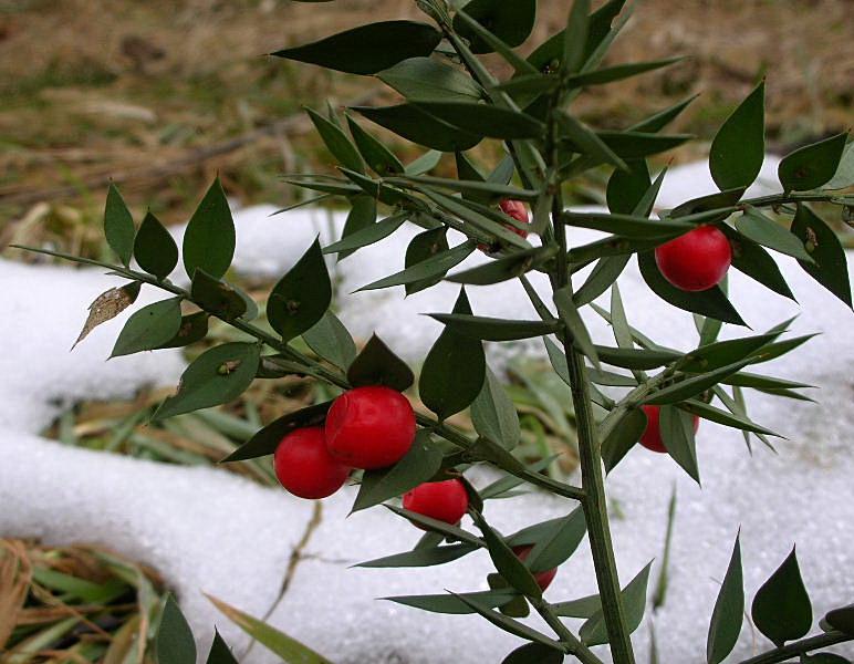 Ruscus aculeatus / Ruscolo pungitopo